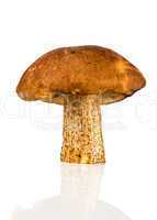 brown cap boletus mushroom