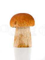 Porcini a popular edible mushroom