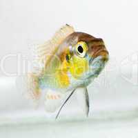 Cichlid fish (Geophagus surinamensis)