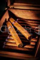 Cigars in humidor