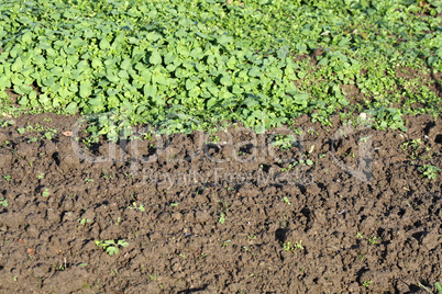 Ground And Plants