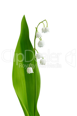 Lily-of-the-valley