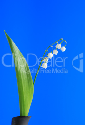 Lily-Of-The-Valley On Blue