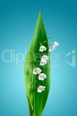 Lily Of The Valley