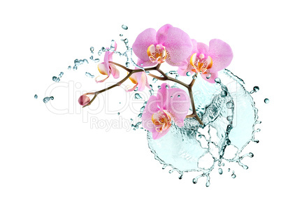 Orchid And Water