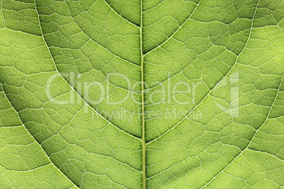 Green Leaf Closeup