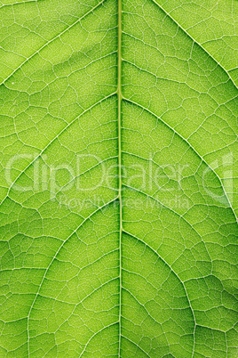 Green Leaf Closeup