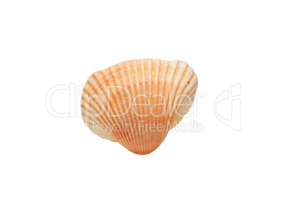 Seashell On White