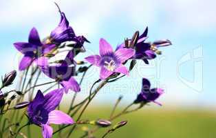 Summer Wild Flowers