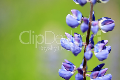 Blue Lupine Closeup