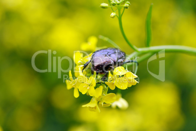 Beetle On Flower