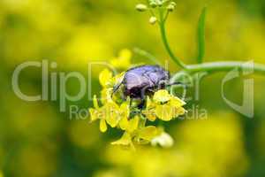 Beetle On Flower