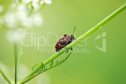 Beetle On Stalk