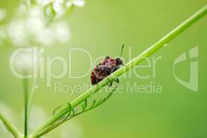 Beetle On Stalk