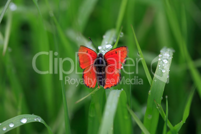 Butterfly And Dew