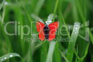 Butterfly And Dew