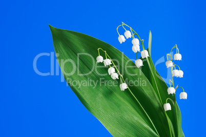 Lily Of The Valley