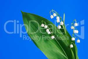 Lily Of The Valley