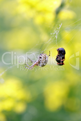 Spider And His Prey