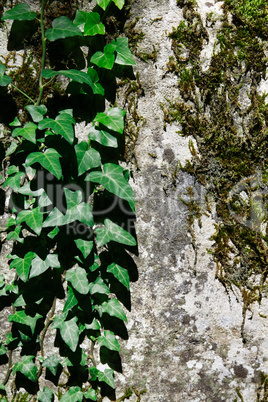 Green Ivy And Moss
