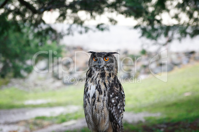 Wet Eagle-Owl