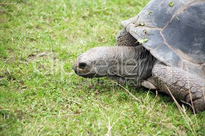 Tortoise On Grass