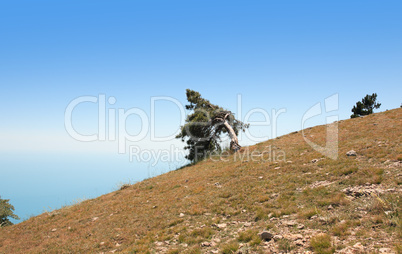 Pine On Mountain Slope