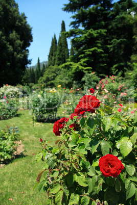 Roses In Park