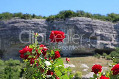 Roses And Mountains