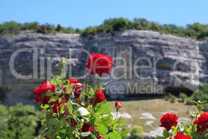 Roses And Mountains