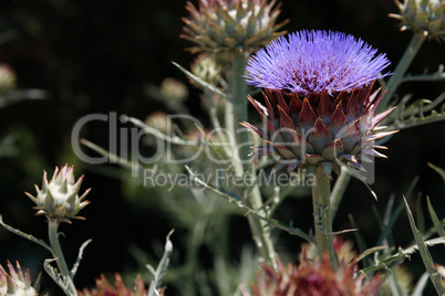 Flowering Artichoke