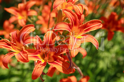 Orange Lilies