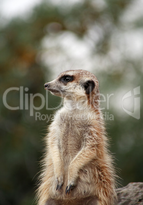 Alert Meerkat