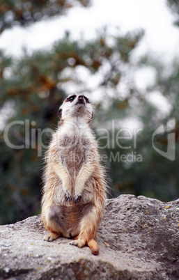 Alert Meerkat Alert Meerkat