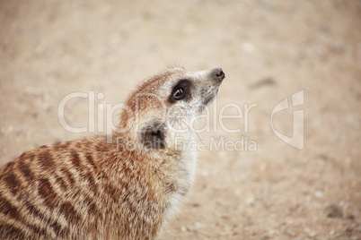 Meerkat Portrait