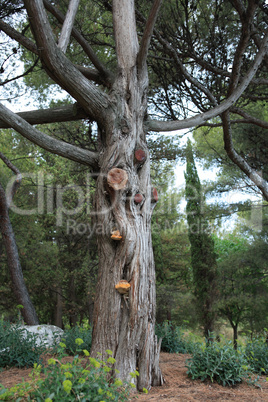 Old Tree Old Tree