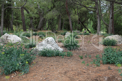 Stones In The Forest