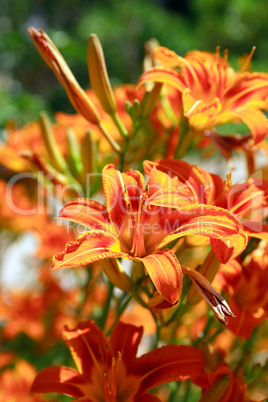 Orange Lilies