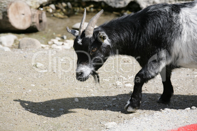 Goat close to the river