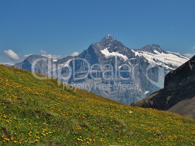 Meadow Full Of Wildflowers, Eiger And Monch