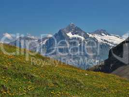 Meadow Full Of Wildflowers, Eiger And Monch