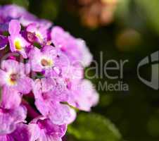Lilac spring flowers
