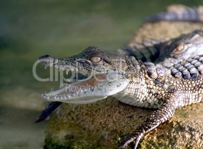 Baby Crocodile with open mouth