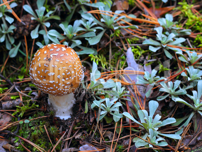 fly agaric in forest