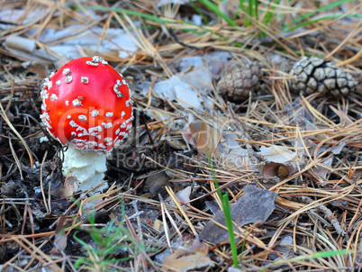 fly agaric in forest