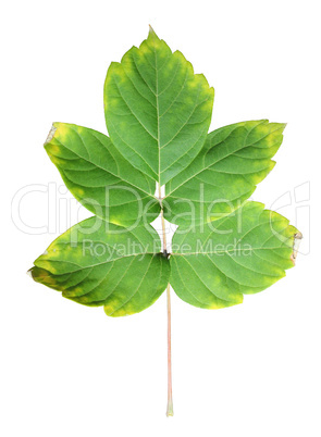 Close-up of  autumn leaf on white