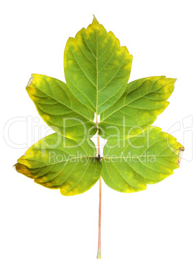 Close-up of  autumn leaf on white