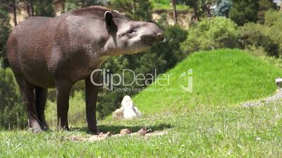 Tapir Browsing Mammal Similar to Pig