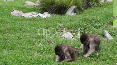 Animal Friendship Between Two Monkeys