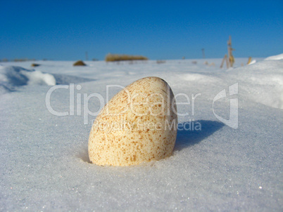 The egg of turkey on the snow